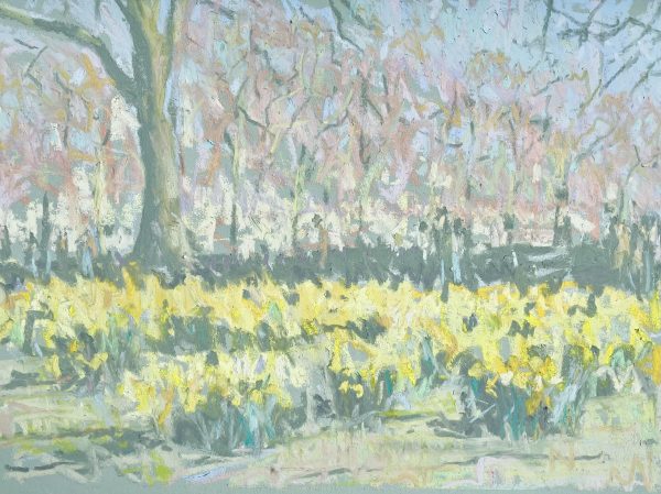 Daffodils, St James’s Park
